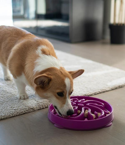 Outward Hound Fun Slow Feeder For Dogs - Purple